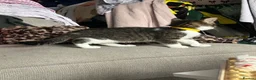 Mixed Breed cats for sale: Female tabby kitten - Advert 3