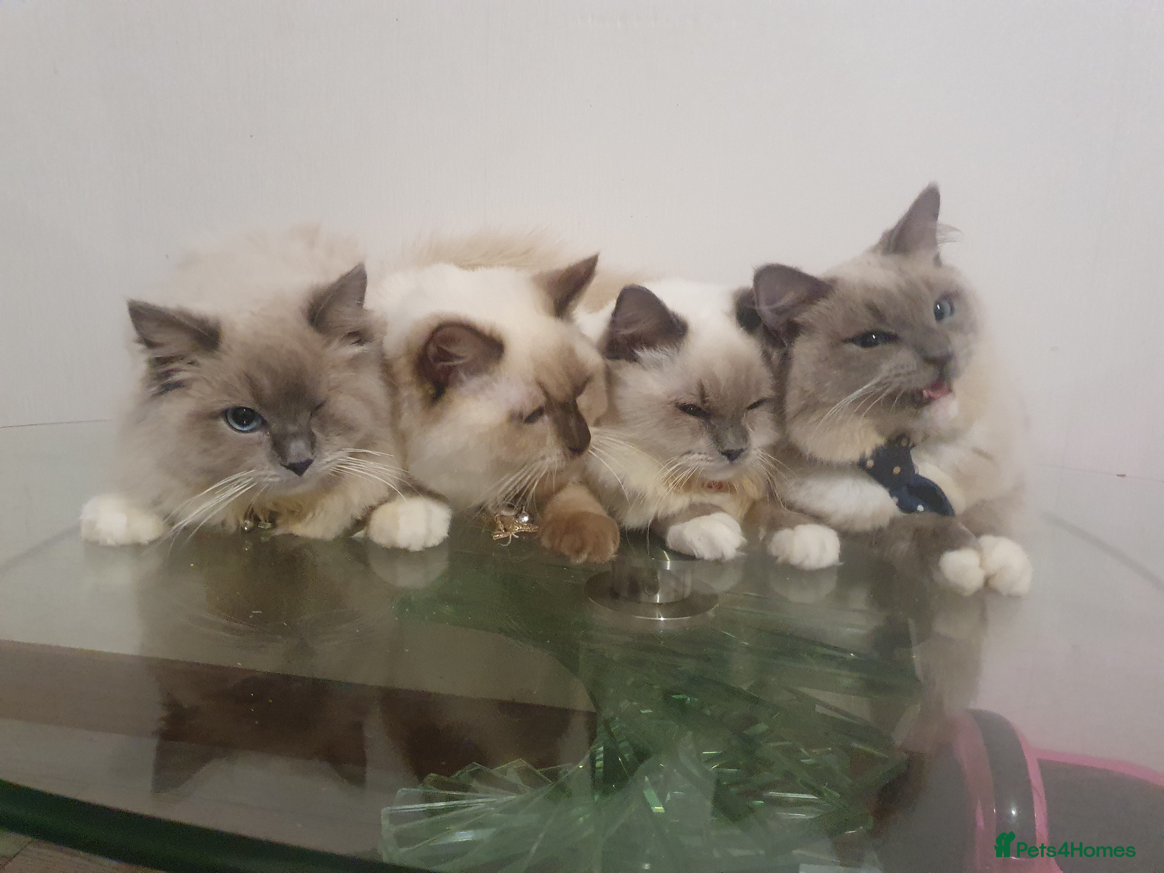 Ragdoll cats 6.5Months RagdollBoys - Advert 1