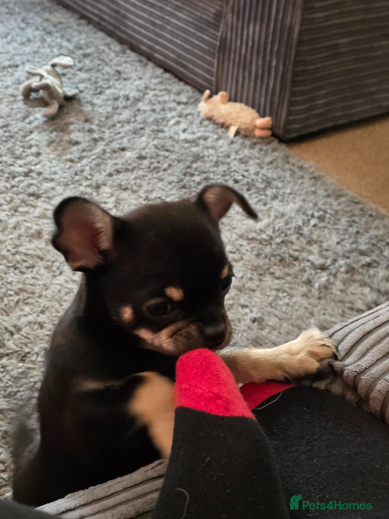 Chihuahua dogs for sale: Chihuahua for immediate home in Canterbury - Advert 5