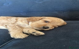 Irish Doodle dogs for sale: Gorgeous Miniature F1 Irish Doodles - Image 6