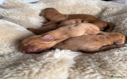 Hungarian Vizsla dogs for sale:  Adorable Vizsla Puppies for Sale🐶😍❤️ - Image 13