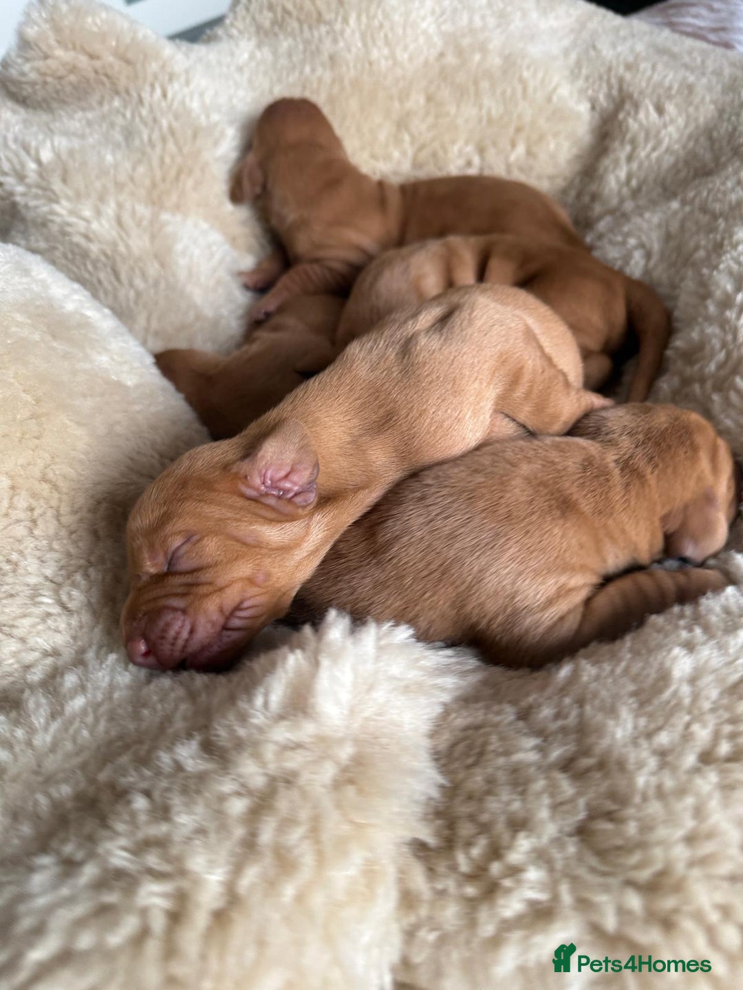 Hungarian Vizsla dogs for sale:  Adorable Vizsla Puppies for Sale🐶😍❤️ - Image 13