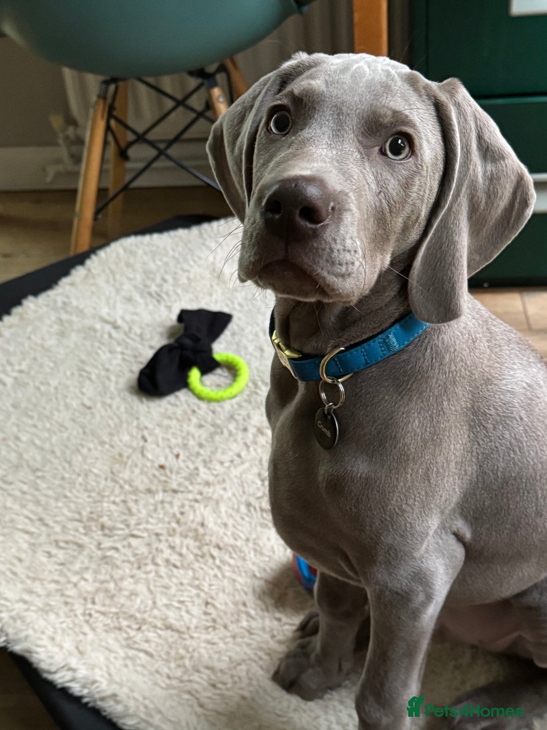 Weimaraner dogs for sale: 12 week boy ready for his forever home. - Advert 5