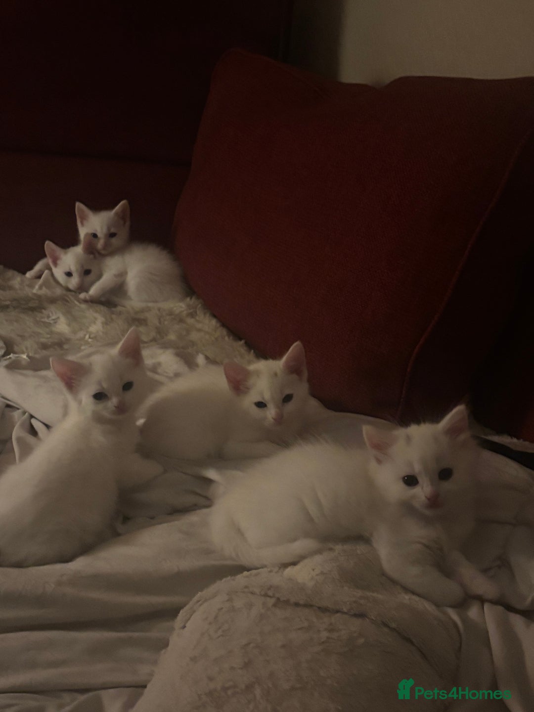 Mixed Breed cats for sale: 7 white kittens READY ASAP - Advert 6