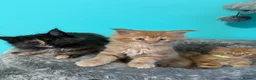Maine Coon cats for sale: Beautiful Maine Coon Kittens – Ready to Reserve - Advert 7