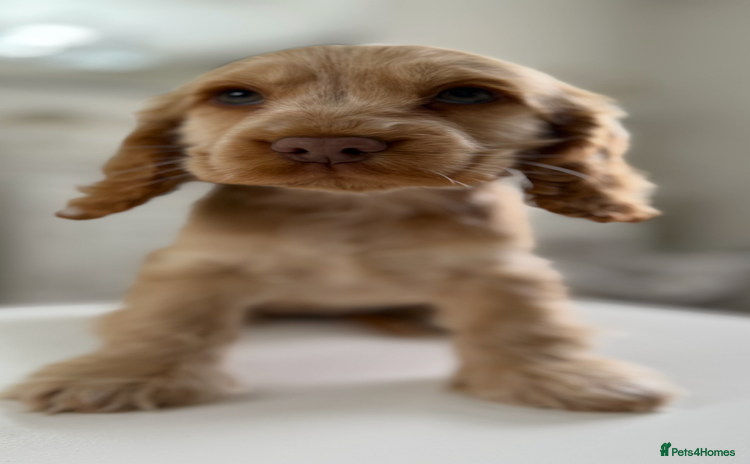 Cocker Spaniel dogs - Advert 9