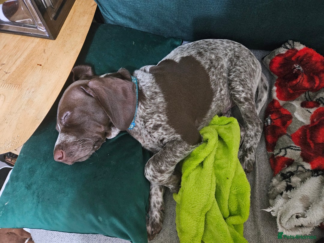 German Shorthaired Pointer dogs for sale: 3 GSP puppies for sale  - Advert 8