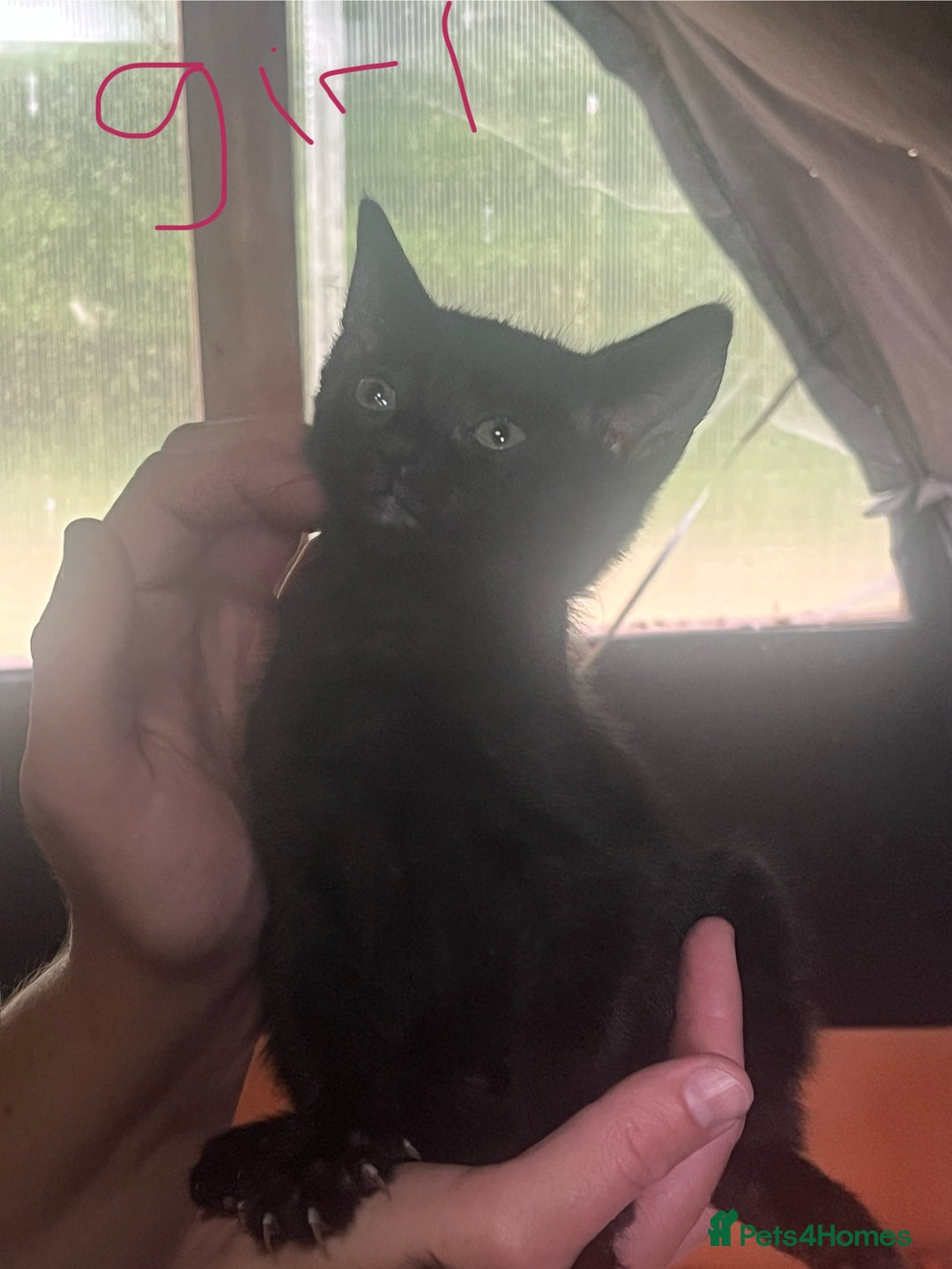 Mixed Breed cats for sale: Ragdoll/mainecoon mix  - Image 2