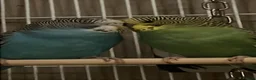 Budgerigars birds for sale: Budgies for sale  in Pudsey - Advert 2
