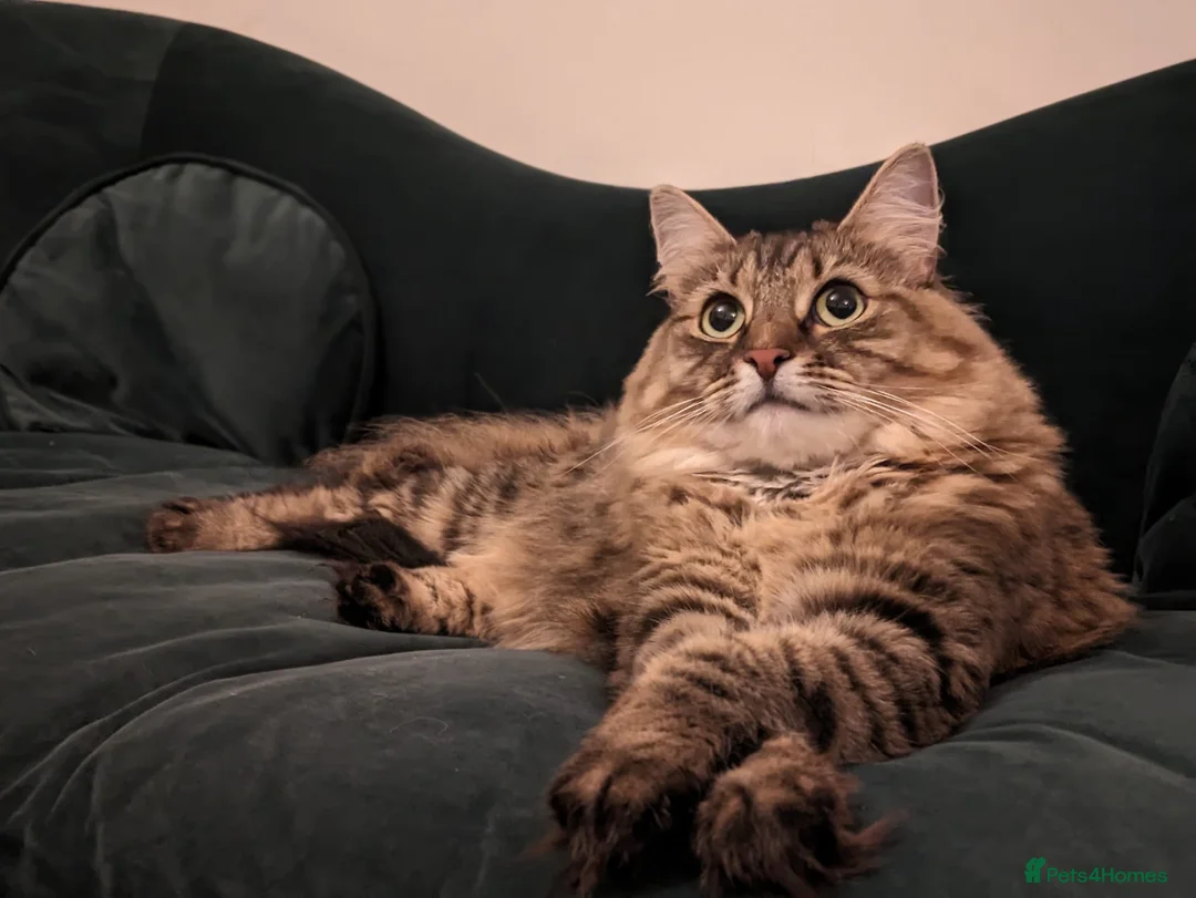 Mixed Breed cats for sale: Playful Maine Coon Mix Needs a Home - Advert 8