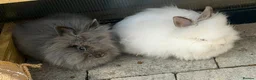 Lionhead rabbits for sale: Lion head rabbits  in Willenhall - Advert 1