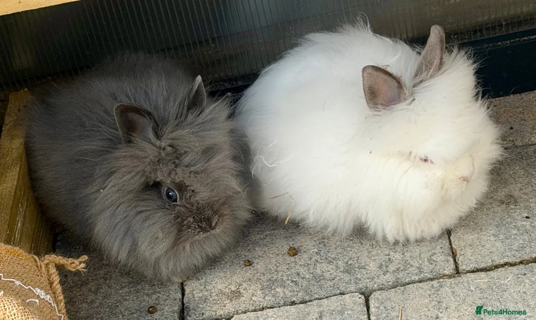 Lionhead rabbits for sale: Lion head rabbits  in Willenhall - Advert 1