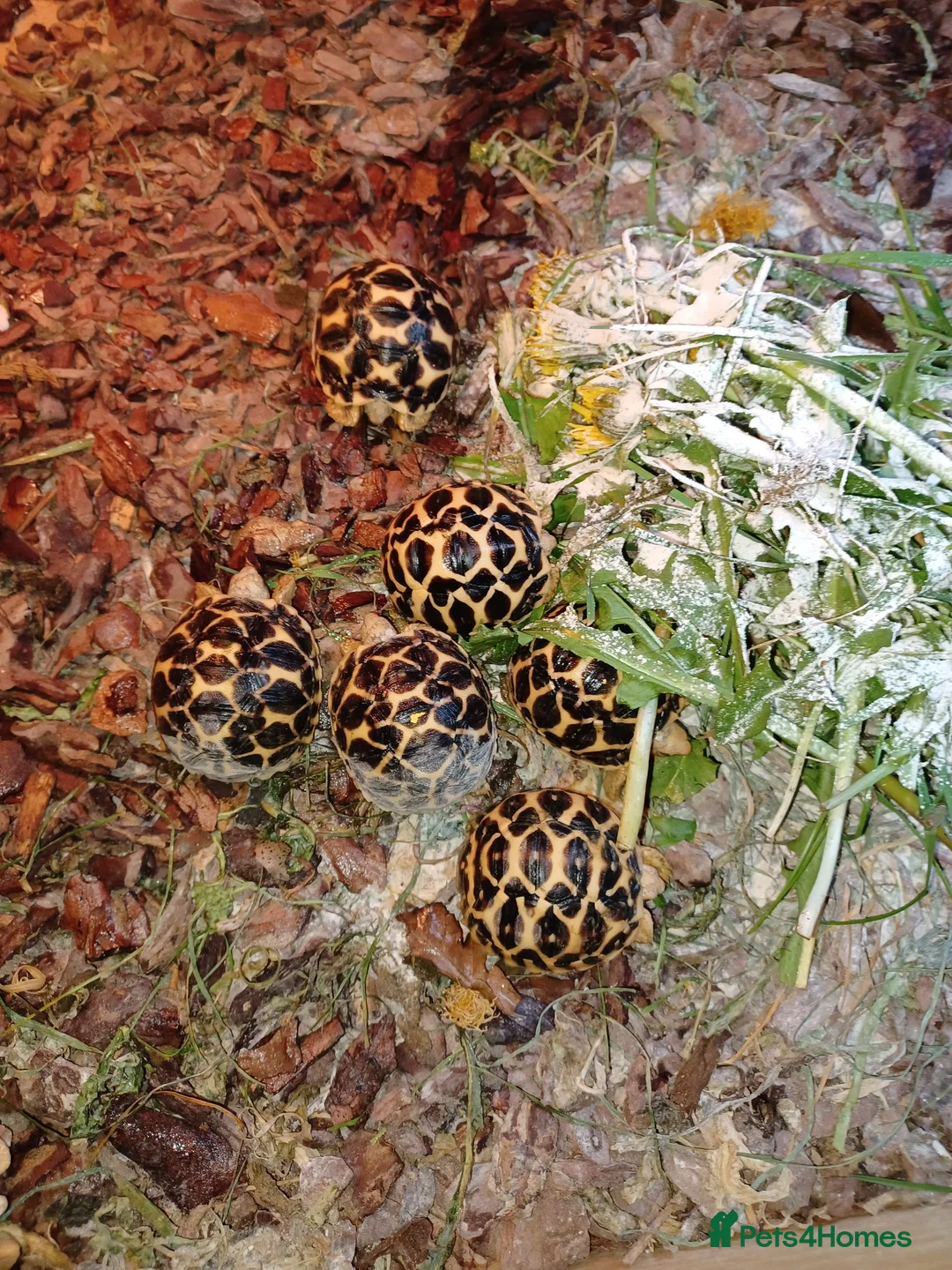 Tortoise reptiles for sale: INDIAN STAR TORTOISE BABIES UK BRED AUTUMN 2025 - Advert 2