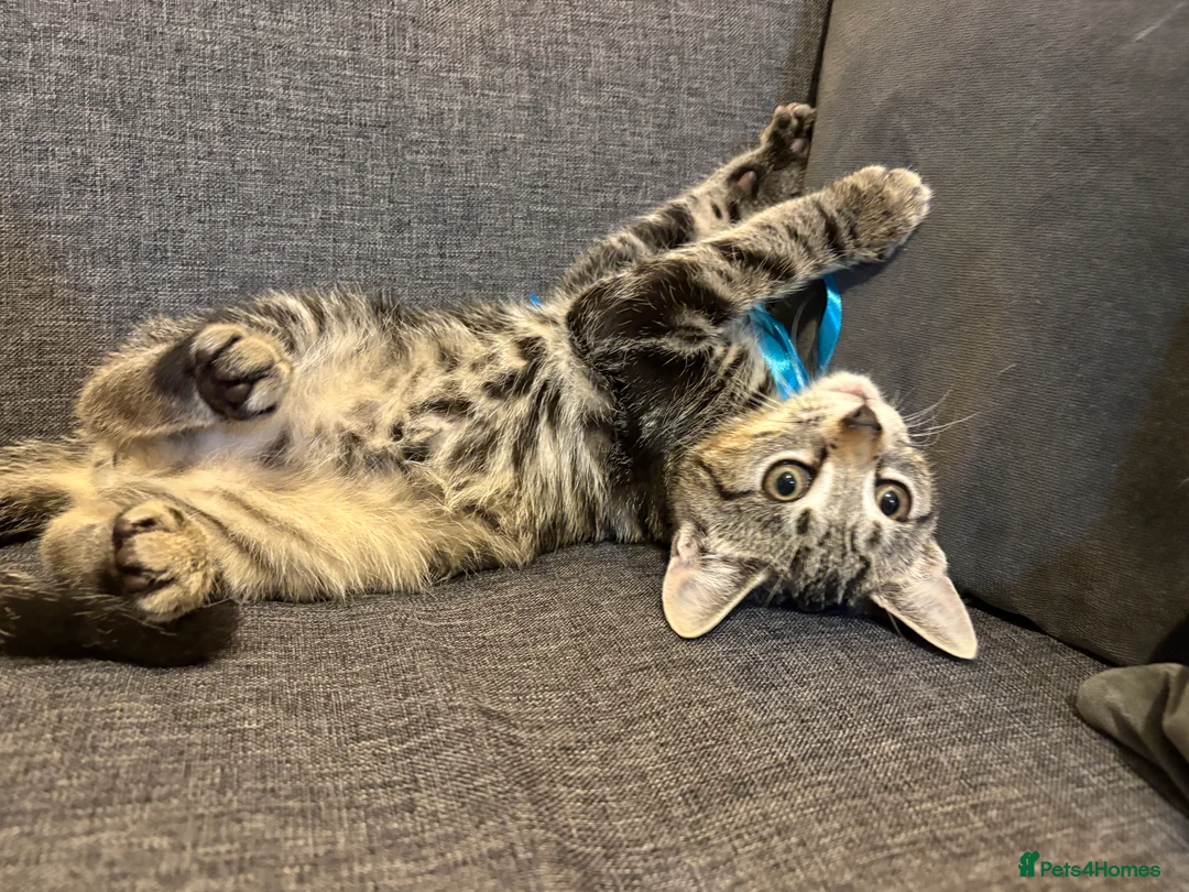 Mixed Breed cats for sale: Gorgeous male kitten looking for a loving home  - Advert 6