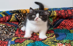 British Shorthair cats for sale: Ready this weekend, super cute BSH kittens - Image 18