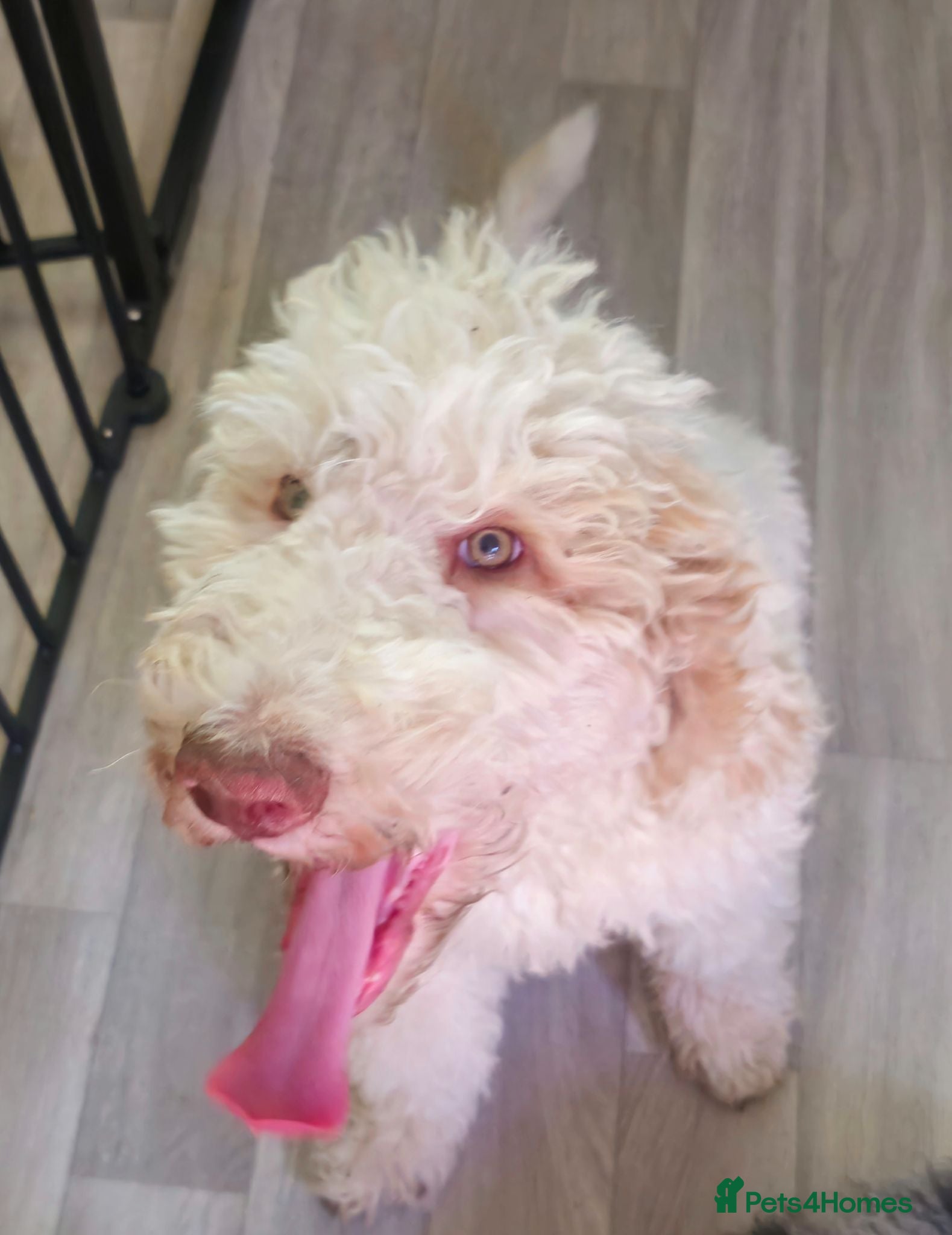 Labradoodle dogs NOW £1000!! standard multi-gen labradoodles  - Advert 1