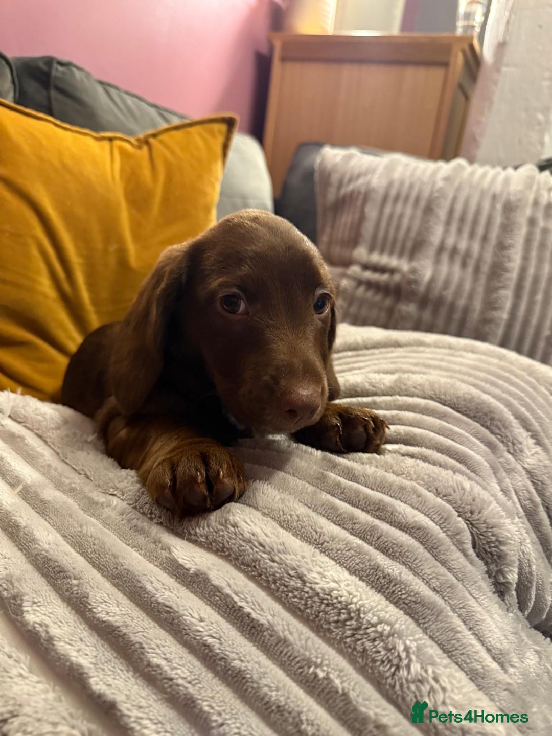 Mixed Breed dogs for sale: Doxie puppies  - Advert 17
