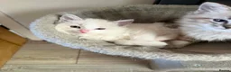 Ragdoll cats for sale: Ragdoll kittens  in Blackburn - Advert 17