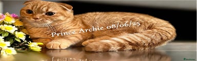 Prince Archie