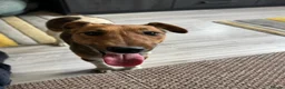 Fox Terrier dogs for adoption: Sweet William needs LOVE - Advert 4