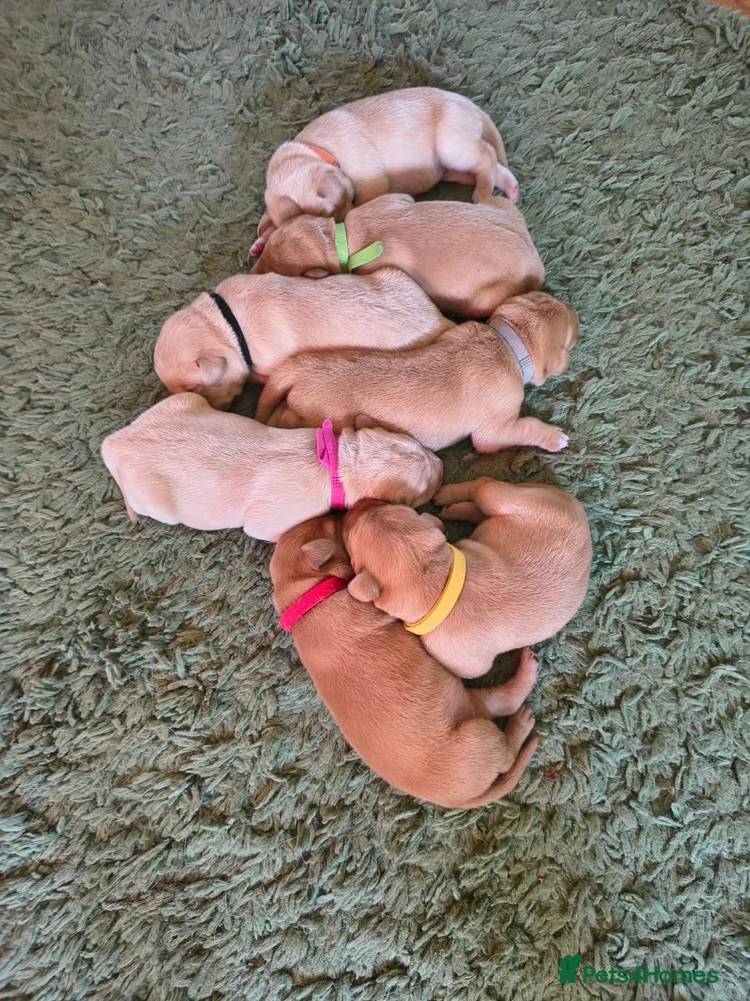 Labrador Retriever dogs for sale: Red fox Labrador puppies 4 male 3 female  - Advert 10