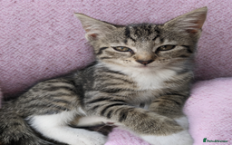 Mixed Breed cats for sale: Bigger kittens for rehoming - Image 2