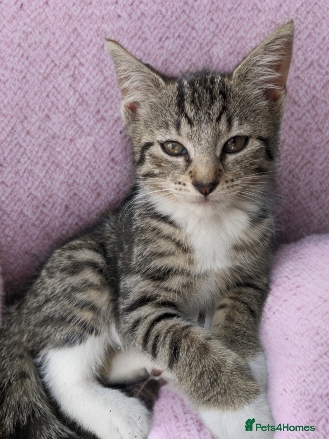 Mixed Breed cats for sale: Bigger kittens for rehoming - Image 2