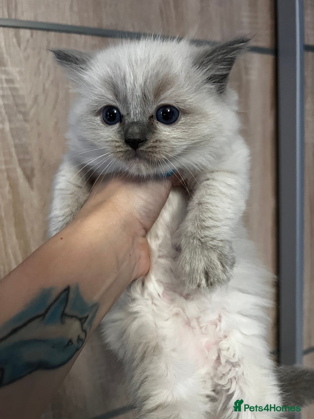 Ragdoll cats for stud: GCCF registered Ragdoll stud in Stoke-on-Trent - Advert 22