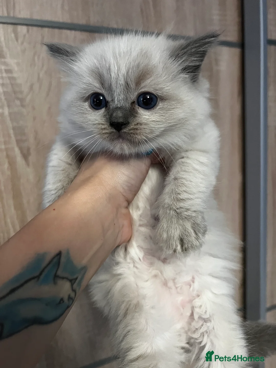 Ragdoll cats for stud: GCCF registered Ragdoll stud in Stoke-on-Trent - Advert 22