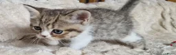 Exotic cats for sale: 4 beautiful exotic x kittens - Advert 14