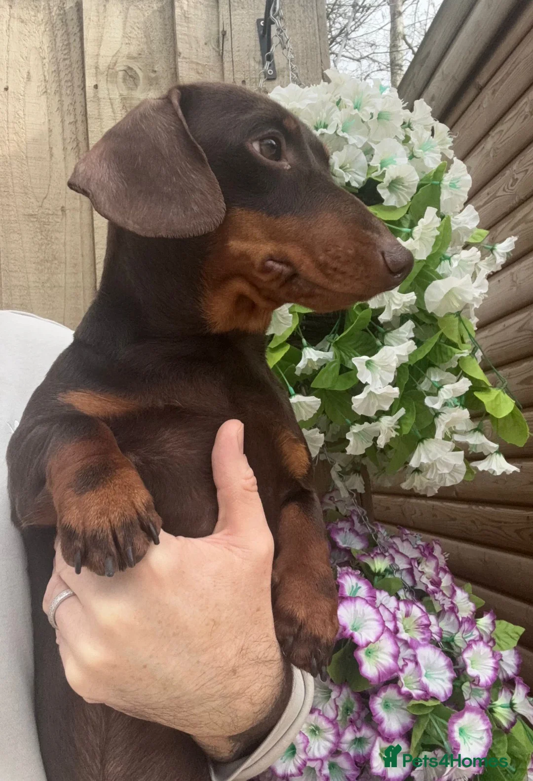 Miniature Dachshund dogs for sale: Meet Ronnie, the one year old cuddly MiniDachshund - Advert 3