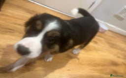 Border Collie dogs for stud: *proven* health tested working merle border collie in Leeds - Image 37