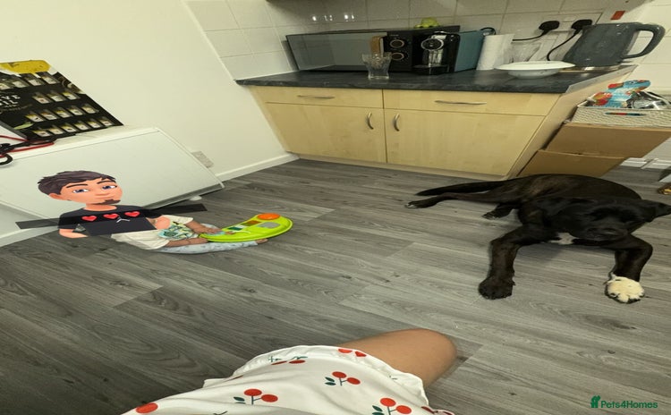 Cane Corso dogs - Advert 1