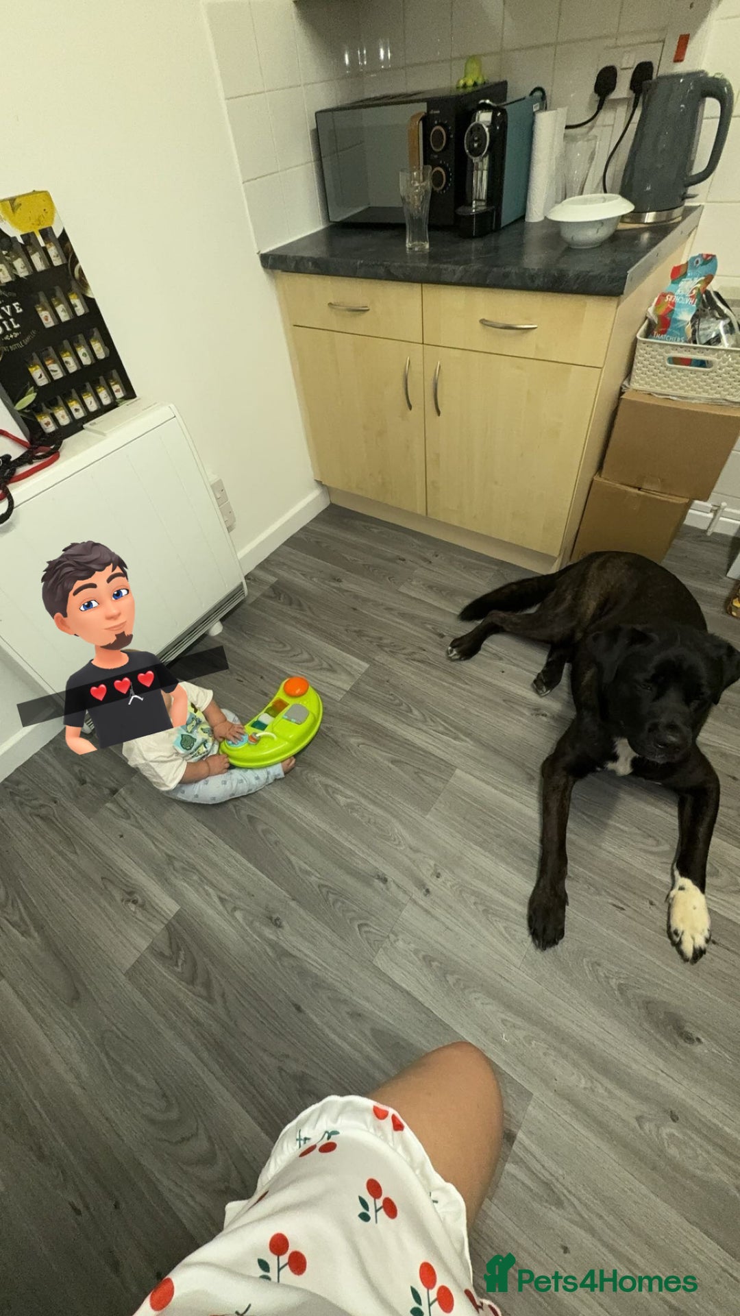 Cane Corso dogs for sale: Cane corso cross American ikita - Image 1