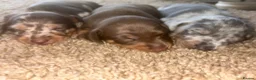 Miniature Dachshund dogs for sale: True miniature dachshunds  - Advert 6