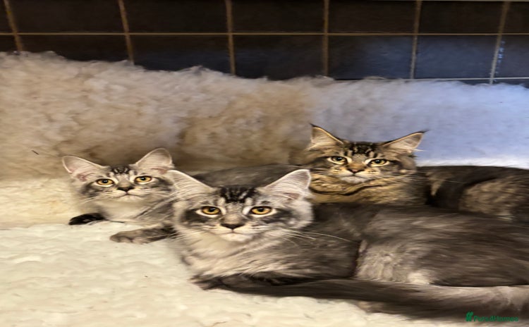 Maine Coon cats - Advert 13