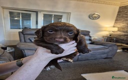 Sprocker dogs for sale: Sprocker puppies for sale - Image 5