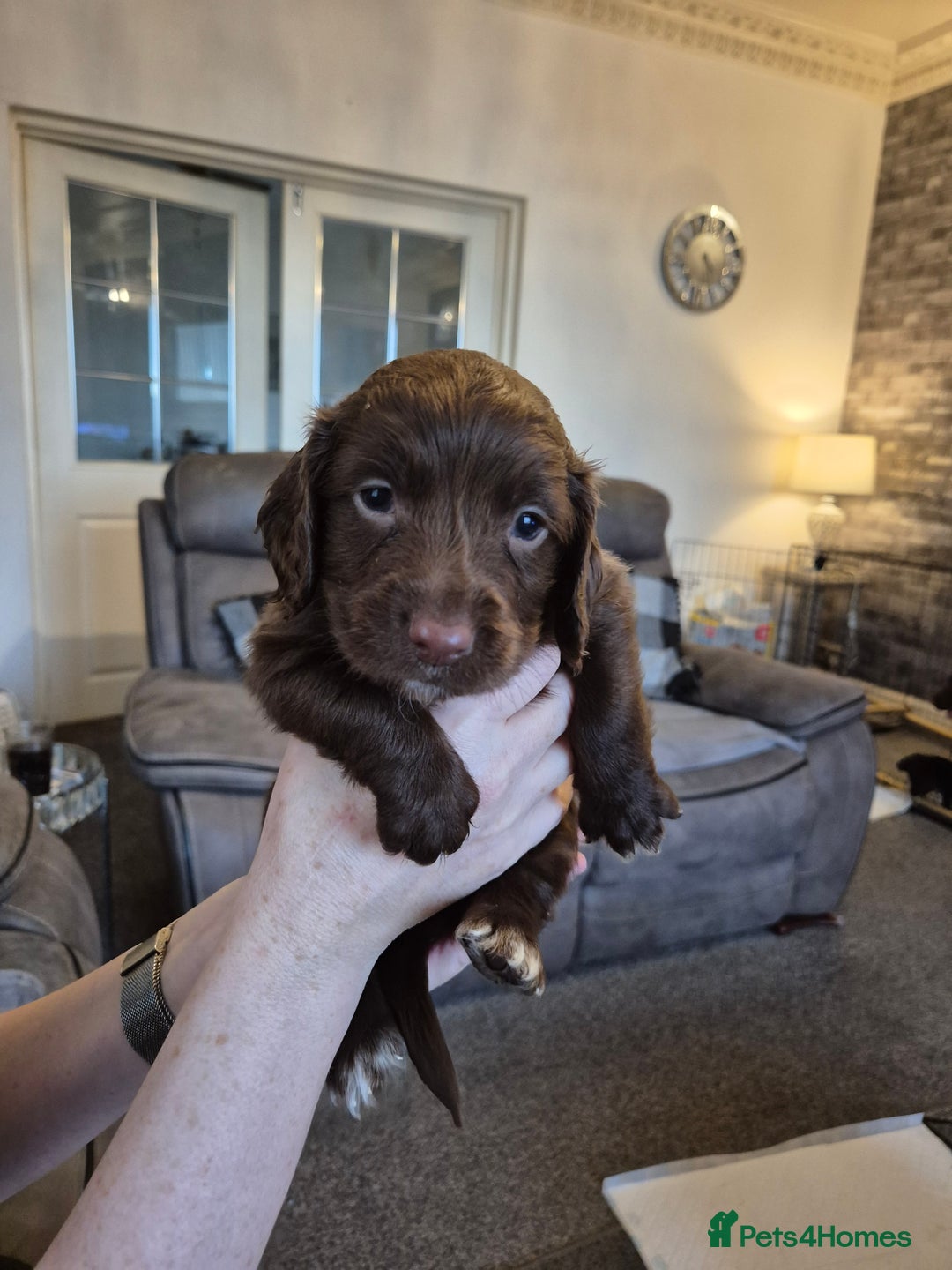 Sprocker dogs for sale: Sprocker puppies for sale - Image 5