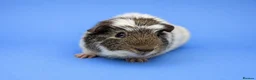 Guinea Pig rodents for sale: Guinea Pig Sow Retired  - Advert 1