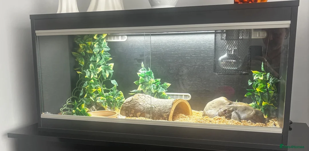Corn Snake reptiles for sale: Corn snake for sale - Advert 3