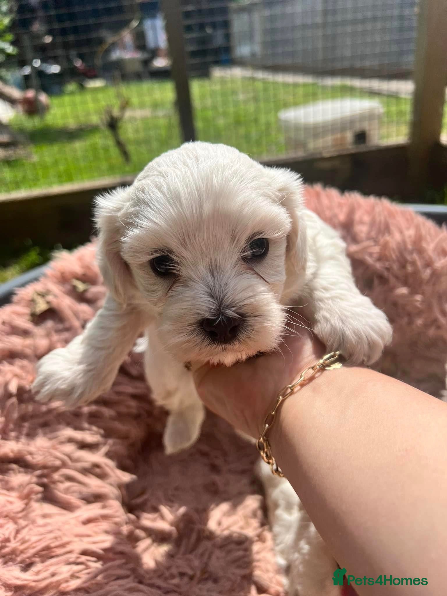 Bichon Frise dogs Bichon for sale  - Advert 2