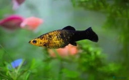 Mollies fish for sale: Baby Mollies - Image 1