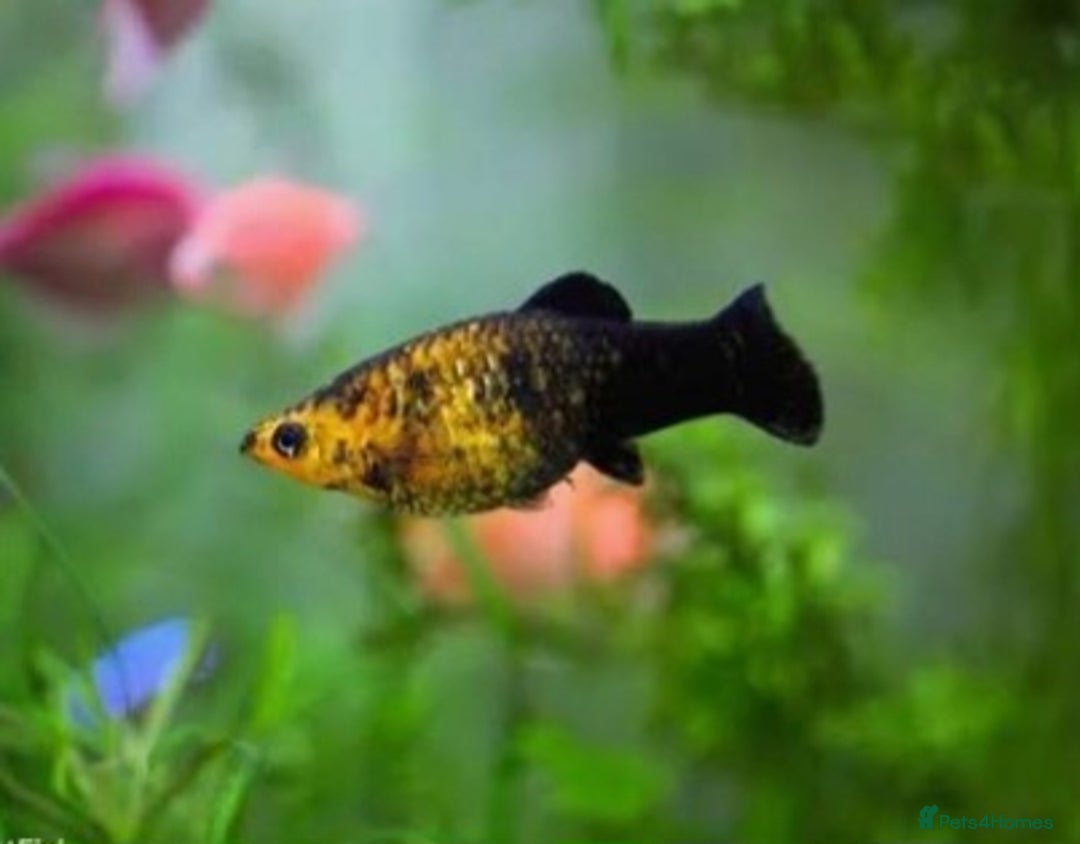 Mollies fish for sale: Baby Mollies - Image 1