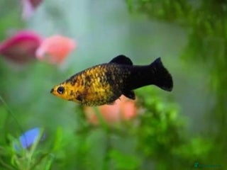 Mollies fish for sale: Baby Mollies - Advert 1