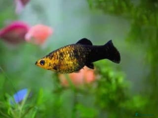 Mollies fish Baby Mollies - Advert 4