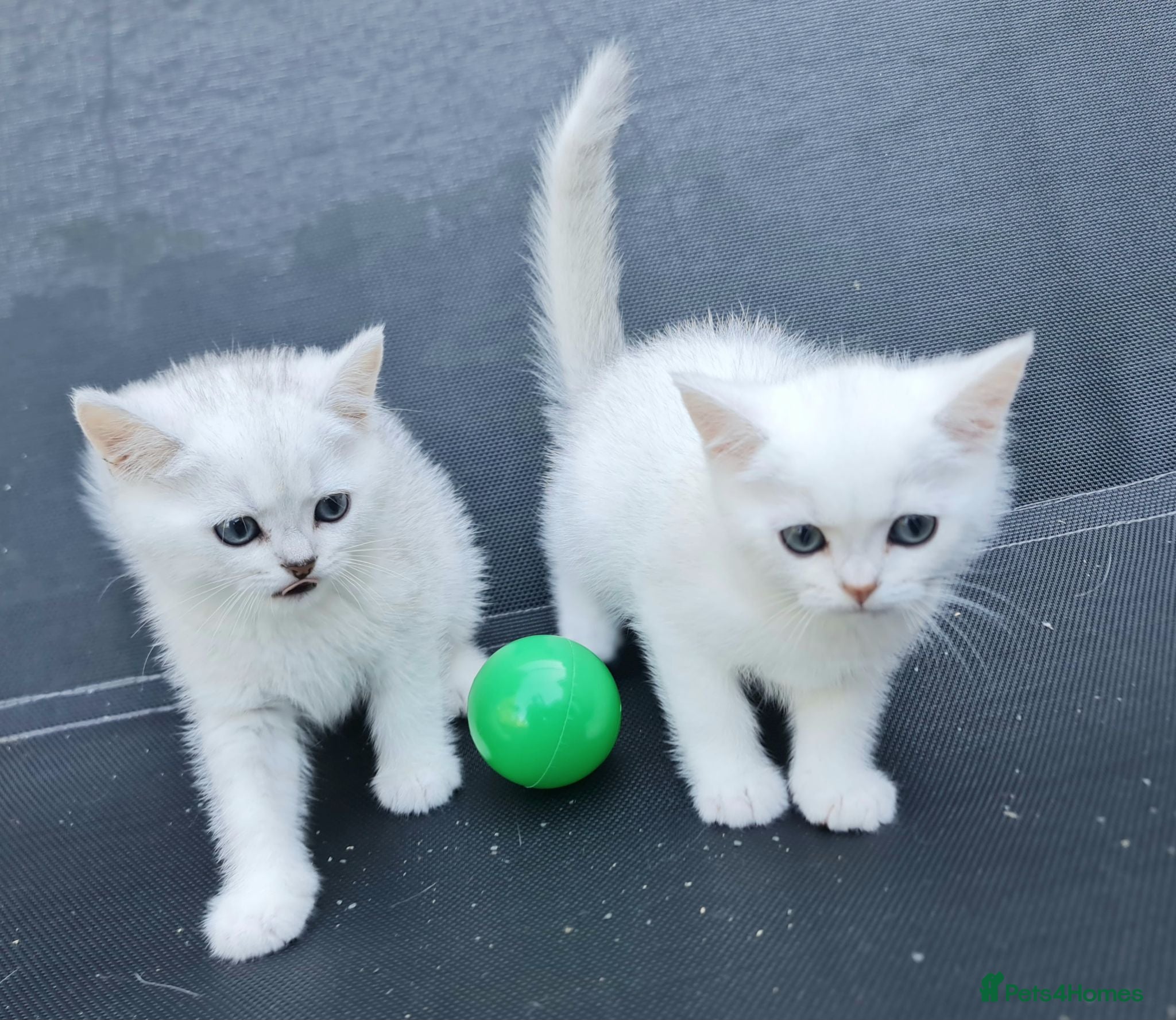 British Shorthair cats BRITISH SHORTHAIR KITTEN BLUE EYES  - Advert 2