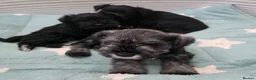 Miniature Schnauzer dogs for sale: Beautiful Miniature Schnauzers - Advert 21