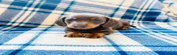 Miniature Dachshund dogs for sale: Quality Miniature Dachshund puppies - Advert 24