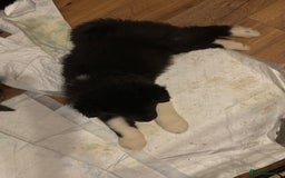 Akita dogs for sale:  ⭐ READY NOW adorable chunky A/AKITAS - Image 25