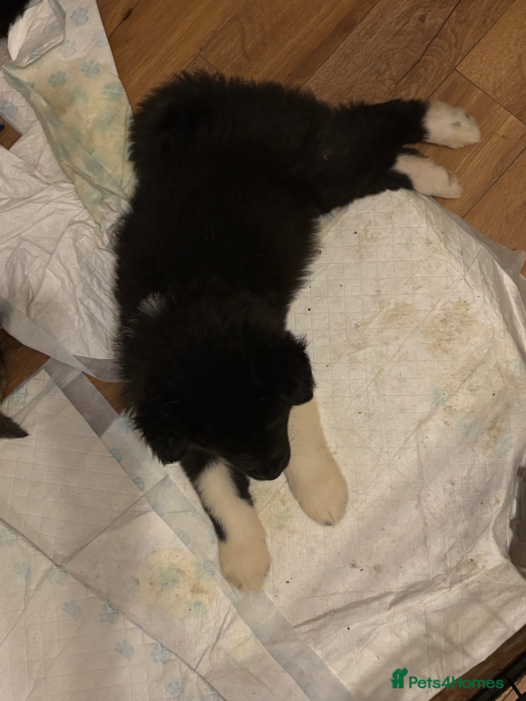 Akita dogs for sale:  ⭐ READY NOW adorable chunky A/AKITAS - Image 25